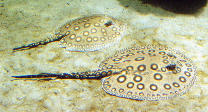 Скат-хвостокол морской кот