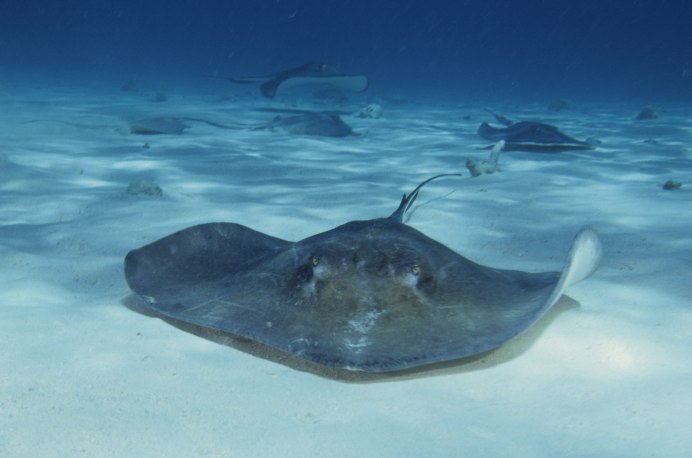 Скат морская лисица в черном море