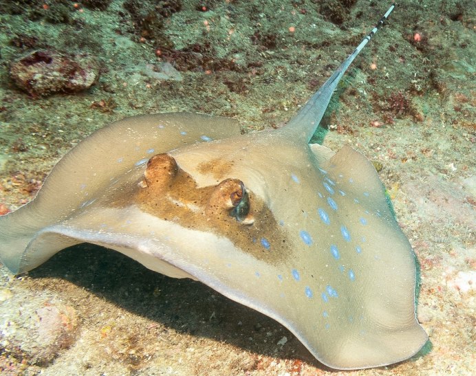 Скат хвостокол красное море
