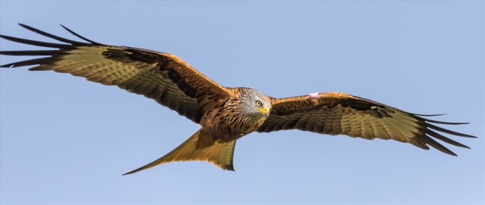 Red Kite Bird