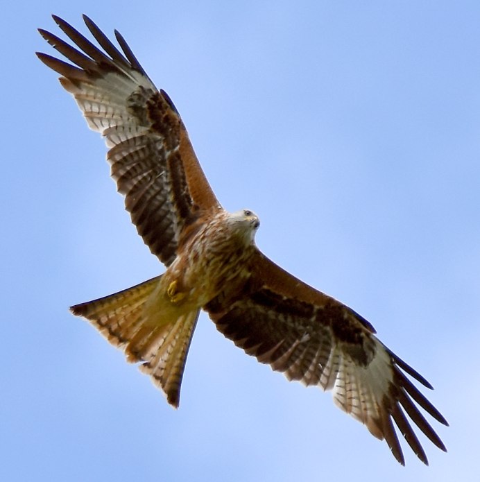 Красный Коршун в Калининградской области