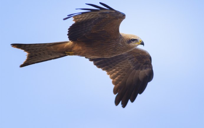 Широкоротый Коршун