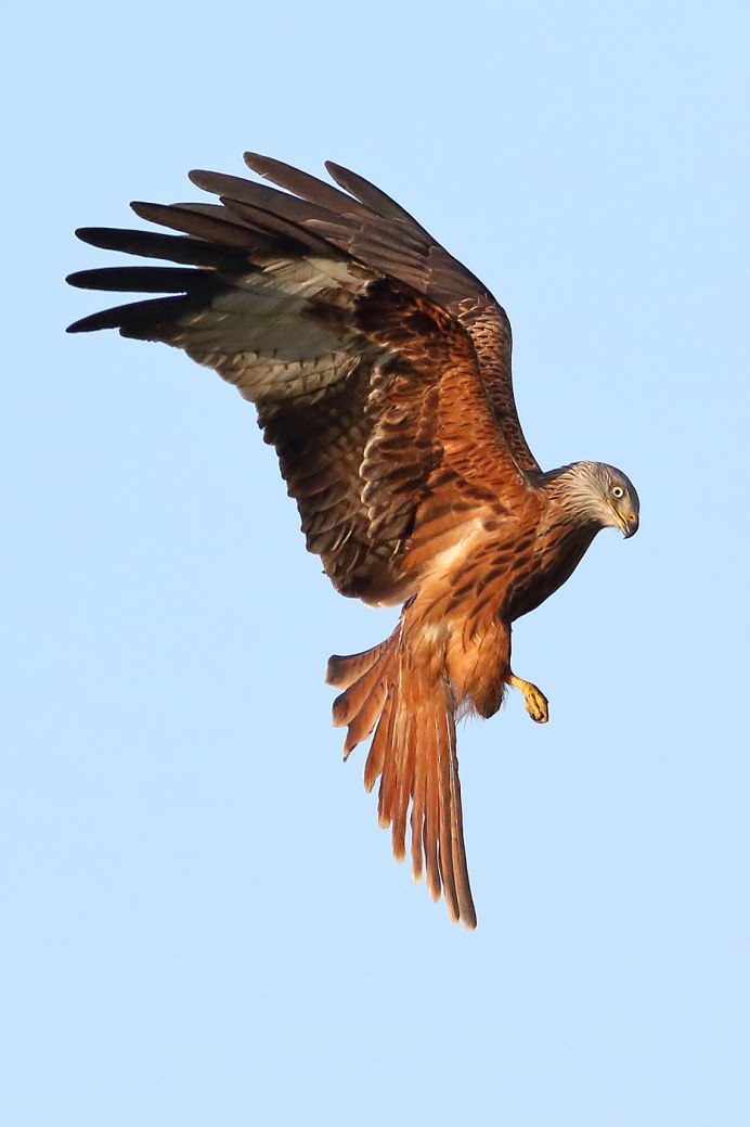 Страшный Коршун