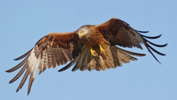 Красный Коршун Milvus Milvus