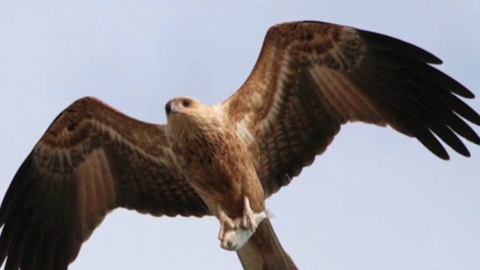 Черноухий Коршун