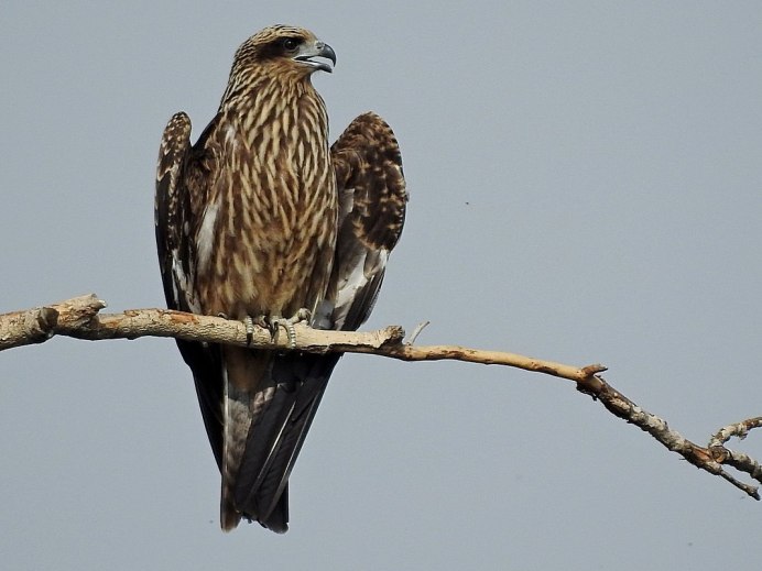 Крылья коршуна