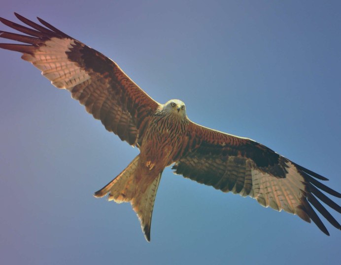 Хищные птицы Башкортостана