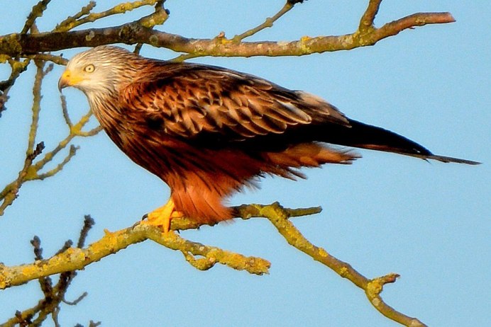 Степной Коршун