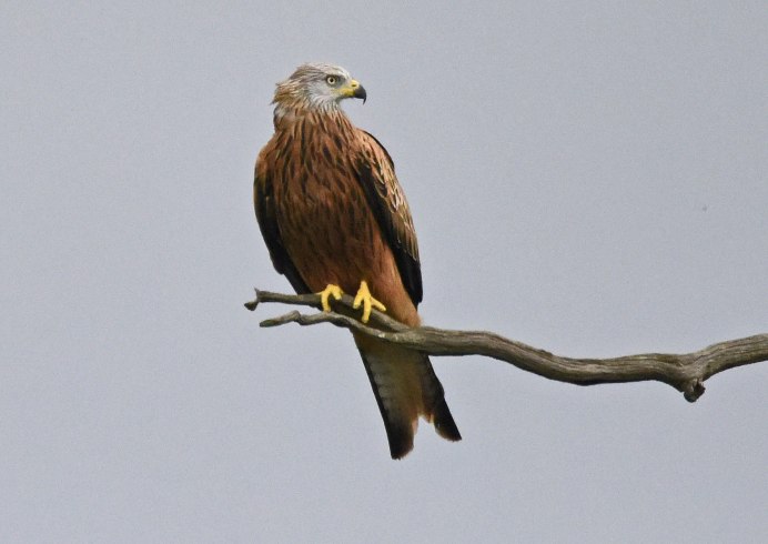 Коршун размах крыльев