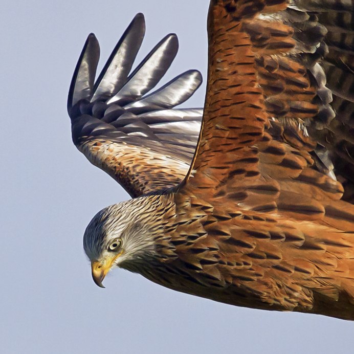 Канюковый Коршун