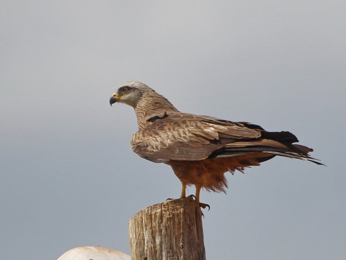 Орёл Беркут и Коршун
