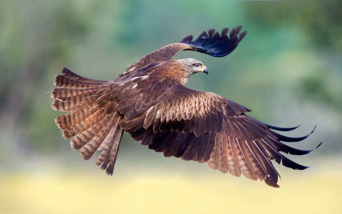 Сокол канюк