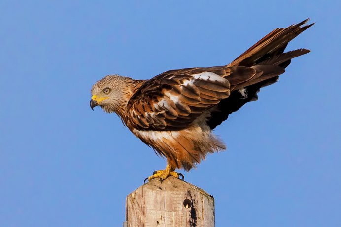 Красный Коршун