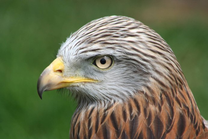 Чёрный Коршун