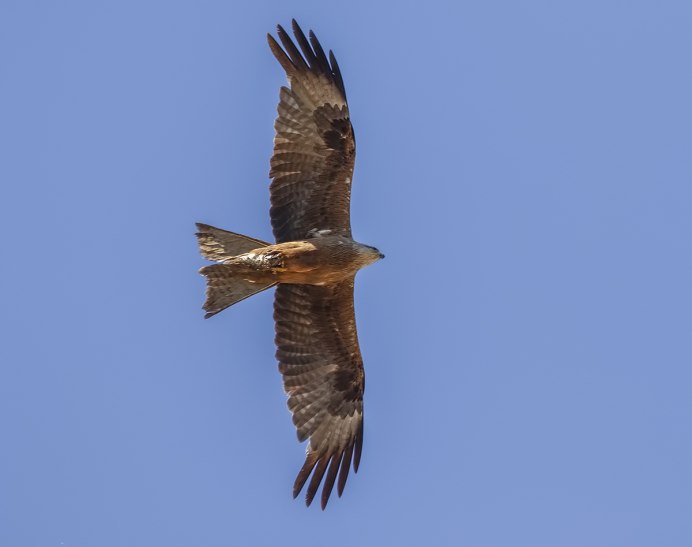 Черный Коршун Milvus Migrans