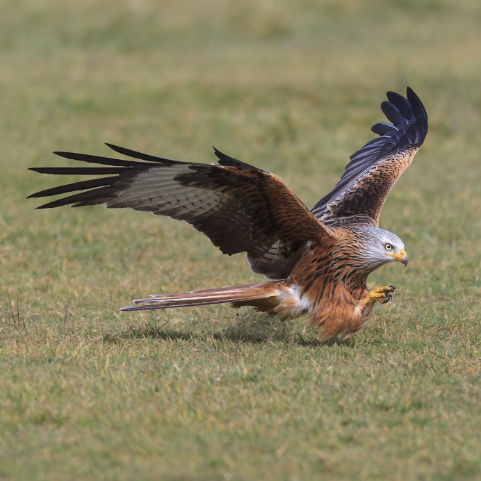 Красный Коршун Milvus Milvus