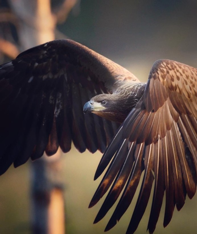 Red Kite vs Hawk