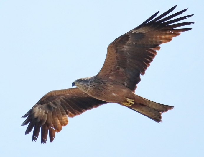 Фигурка серия лес красный Коршун