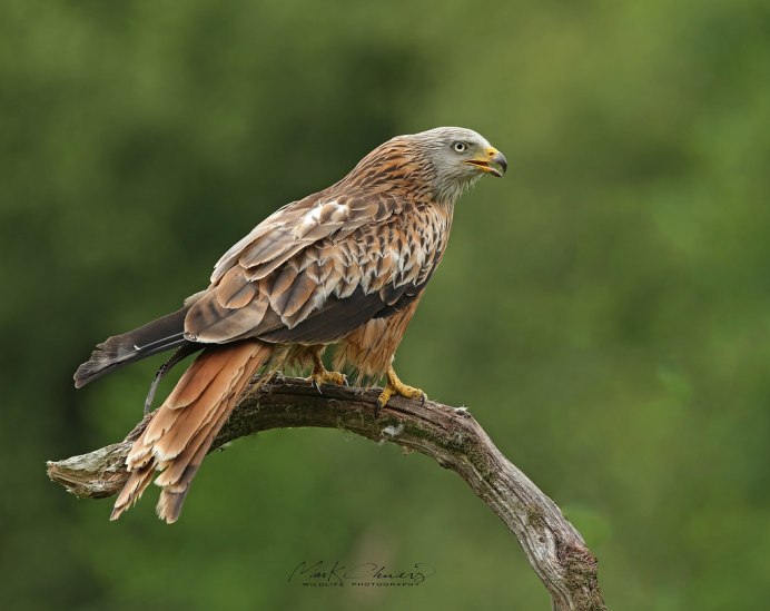 Коршун на ветке