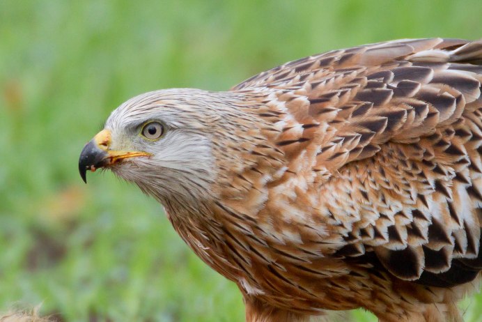 Алтай черный Коршун