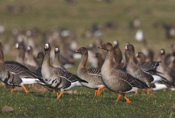 Разновидности гусей