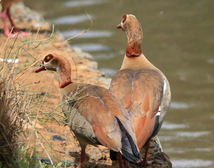 Дикие гуси казарка