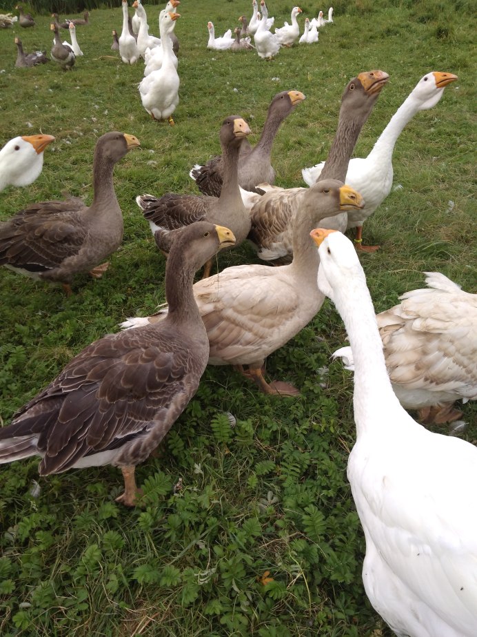 Оринокский Гусь