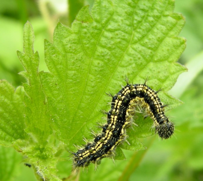 Acronicta Tridens гусеница