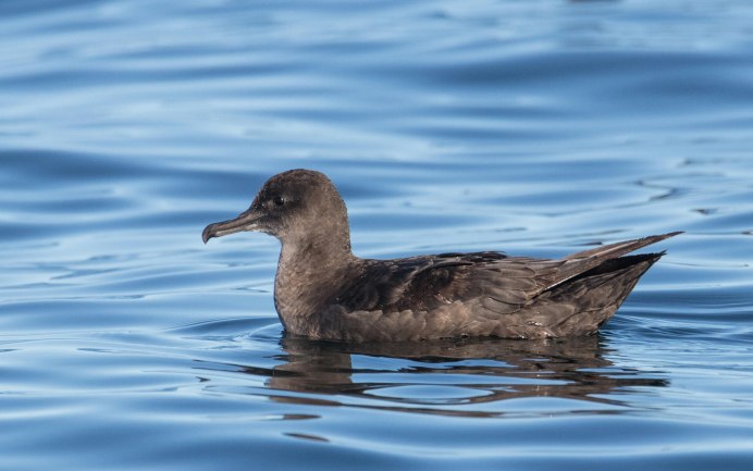 Буревестник малый (Puffinus Puffinus)