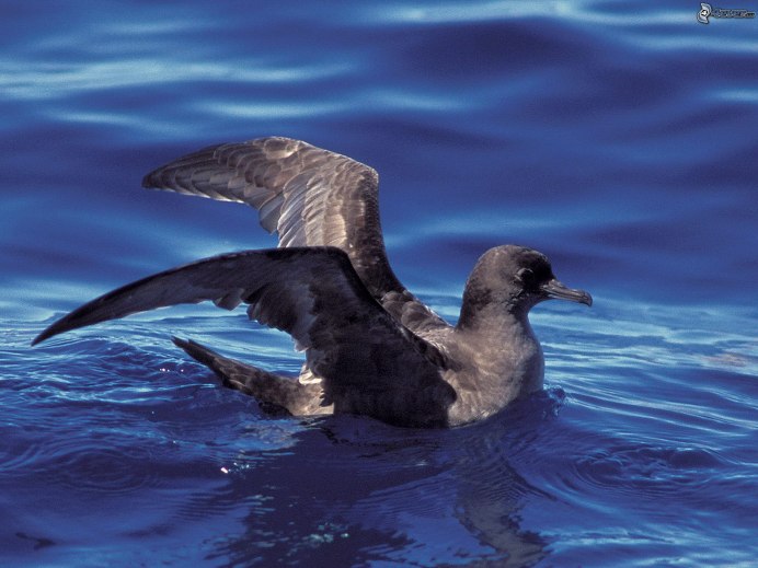 Буревестник Puffinus Puffinus Буревестник