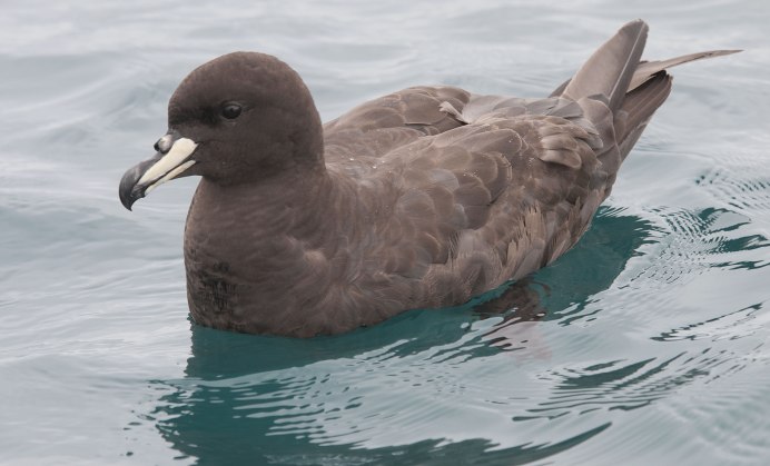 Petrel утка