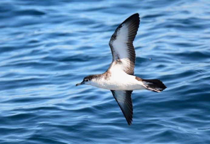 Puffinus tenuirostris