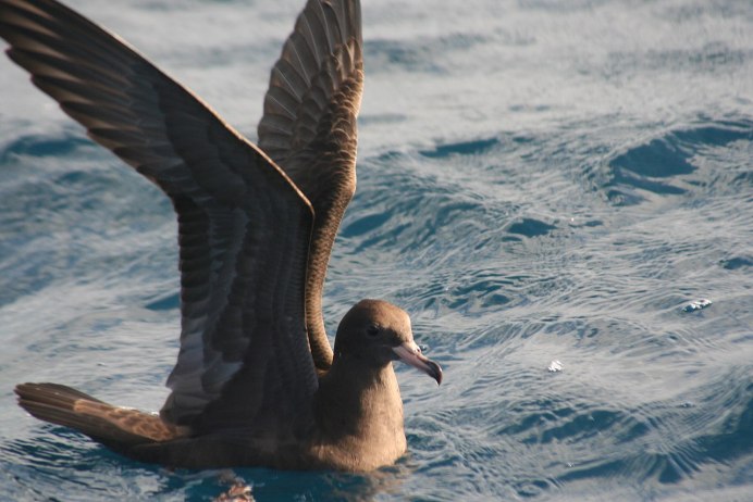 Буревестник Puffinus Puffinus Буревестник