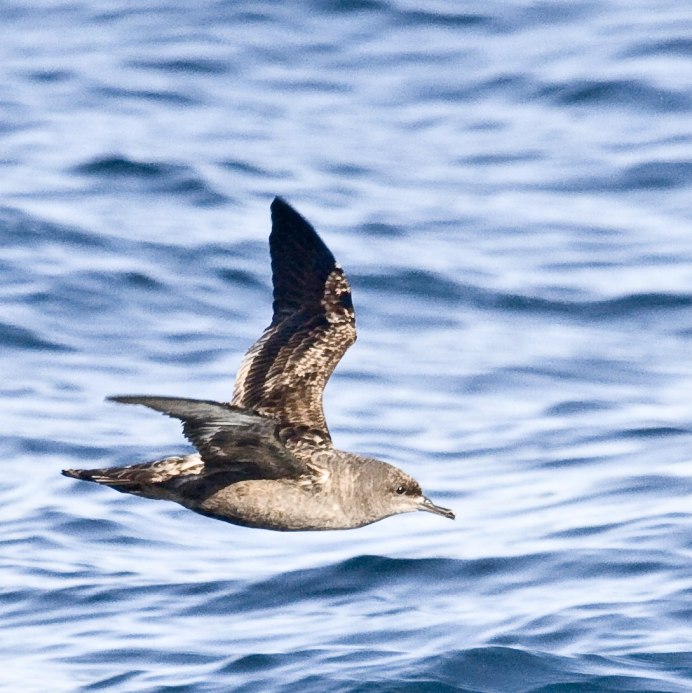 Giant Petrel