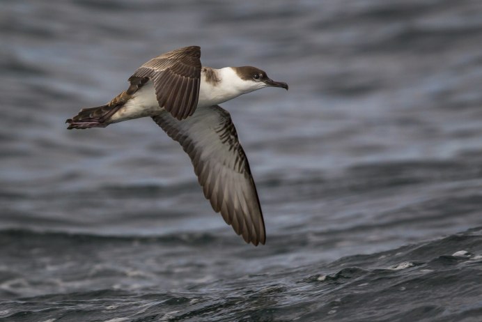 Буревестник малый (Puffinus Puffinus)