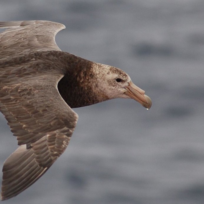 Shearwater птица