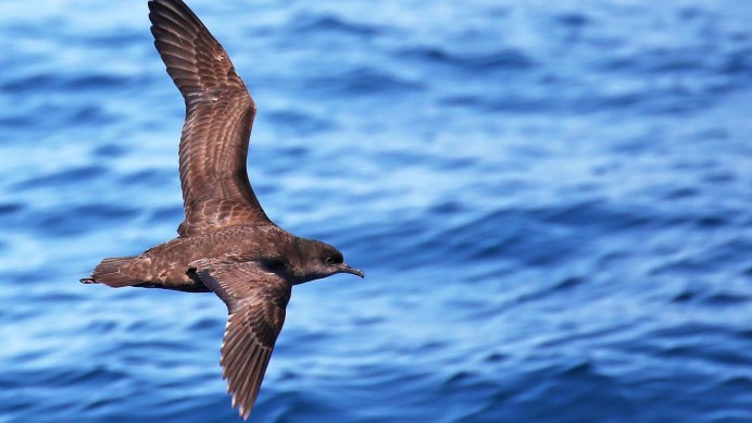Puffinus griseus серый Буревестник
