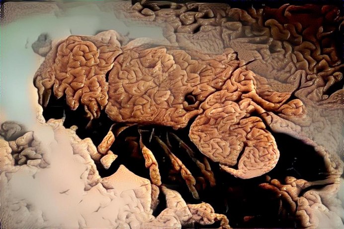 Краб медведь