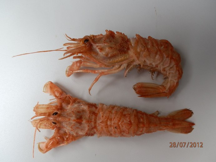 Креветка медведка