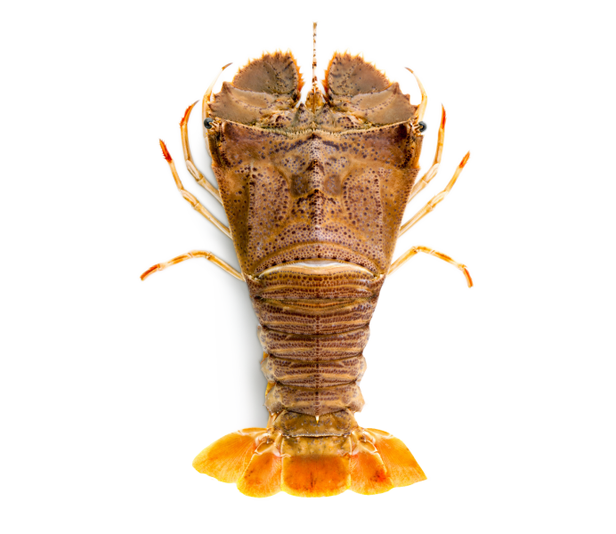 Паук кокосовый вор