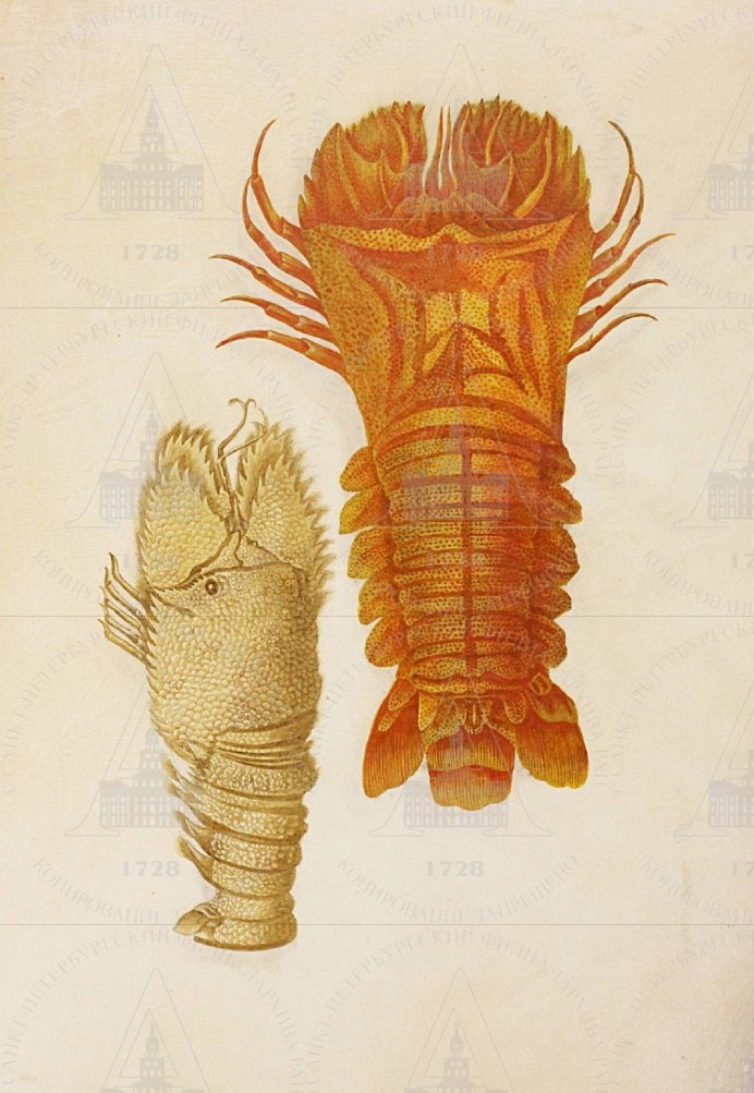 Слиппер лобстер