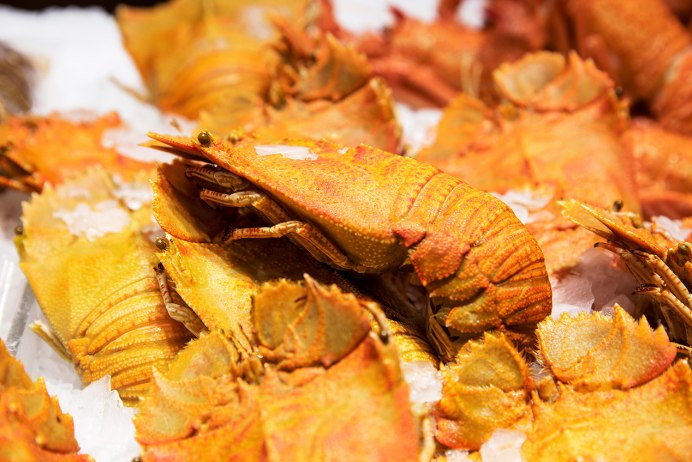 Моретон Бэй баг краб