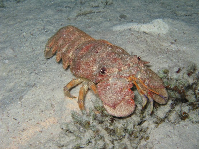 Краб медведка