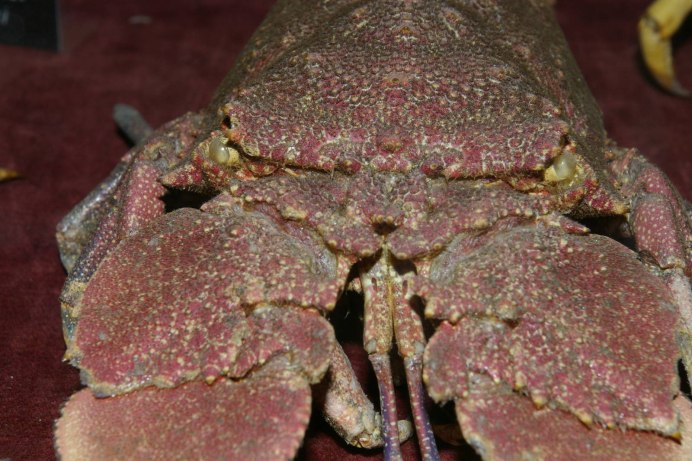 Лангуст медведь