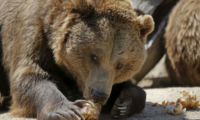 Великий медведь