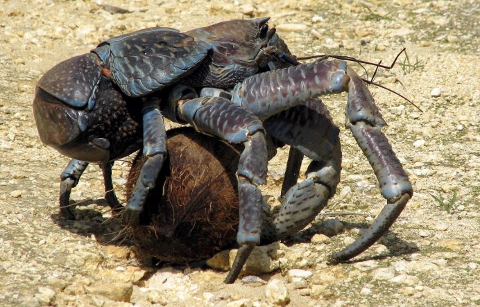 Странные игрушки для взрослых