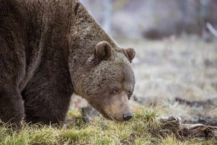 Карбюратор leader pz19jb