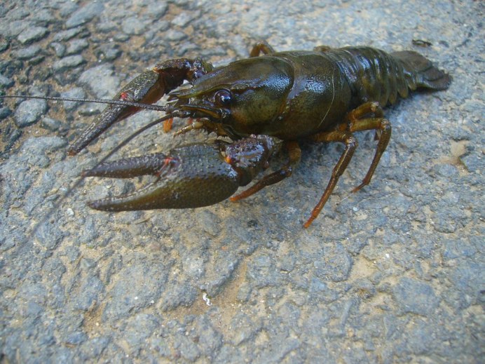 Маленький краб на Бали