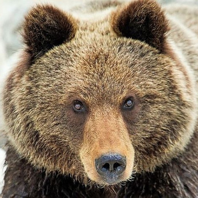 Животные в Америке в каждом дворе