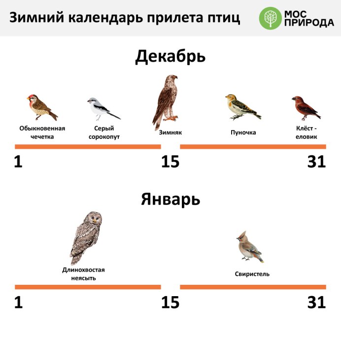 Дрозд рябинник осенью